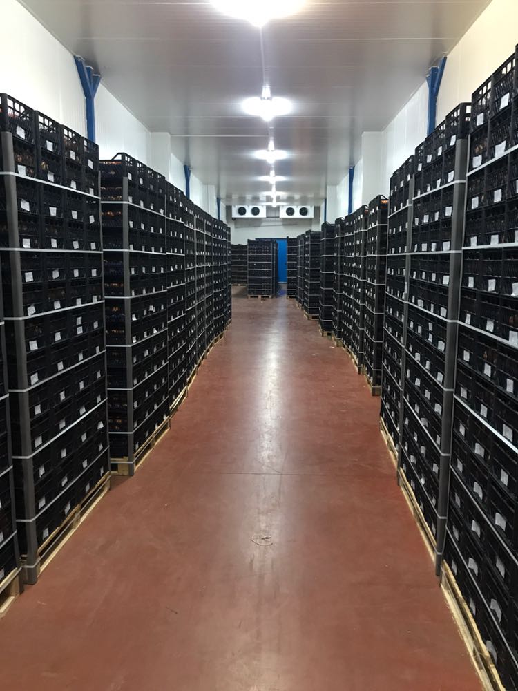 Hacıbaba Ticaret | Sabri Beyan | Beyan Tarım |Bursa'da Meyve Depoları | Bursa da Meyve Buzhaneleri |Bursa da Meyve Depoları | Bursa da Meyve Buzhaneleri | Meyve Depoları | Gürsu Meyve Depoları | Meyve Buzhaneleri | Bursa meyve buzhaneleri, bursa meyve depoları