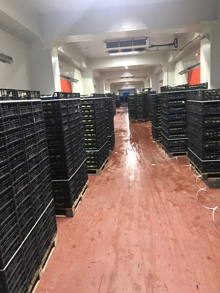 Hacıbaba Ticaret | Sabri Beyan | Beyan Tarım |Bursa'da Meyve Depoları | Bursa da Meyve Buzhaneleri |Bursa da Meyve Depoları | Bursa da Meyve Buzhaneleri | Meyve Depoları | Gürsu Meyve Depoları | Meyve Buzhaneleri | Bursa meyve buzhaneleri, bursa meyve depoları